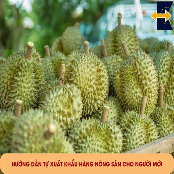 Hướng Dẫn Tự Xuất Khẩu Hàng Nông Sản Cho Người Mới
