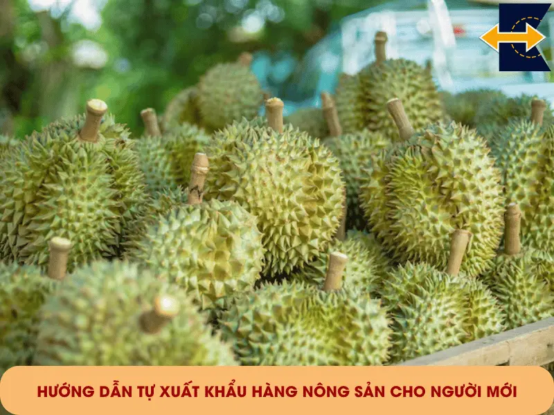 huong-dan-tu-xuat-khau-nong-san-cho-nguoi-moi
